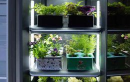 نگهداری گیاه در یخچال